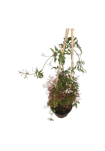 Jasminum Sambac - Arap Yasemini İki Köklü