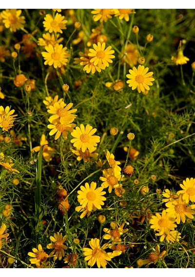 Videolu Sarı Çalı Papatyası 1 Adet Saksılı/ Tüplü 20-45 Cm Dış Mekan Bitkisi Euryops Pectinatus