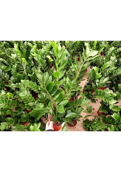 Zamia Bitkisi - Zeze Çiçeği 2 Adet  2948