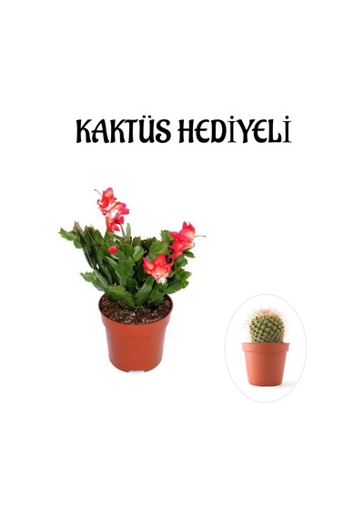 Hediyelik Kırmızı Renk Yılbaşı Çiçeği Sevgililer Gününe Özel Kaktüs Hediyeli
