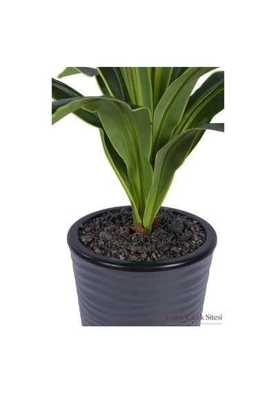 Yapay Çiçek Sitesi Dalgalı Saksıda Yapay Dracena Ağacı 130 Cm Yeşil