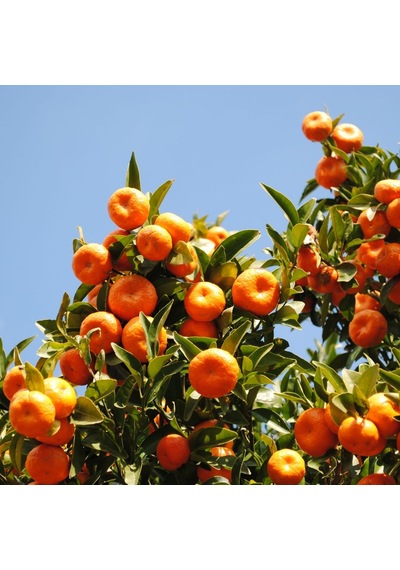 Satsuma Mandalina Fidanı Bol Verimli