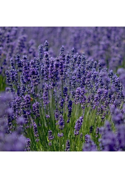Lavandula Angustifolia Lavanta Çiçeği Tohumu 25000 Tohum N118552