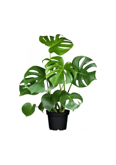 Deve Tabanı Monstera 2 Adet -  Ev Ofis Bitkisi 5125