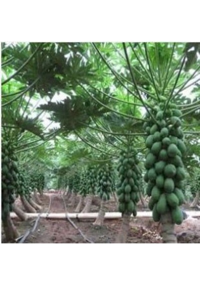 Tropikal Papaya Meyvesi Tohumu Ekim Seti