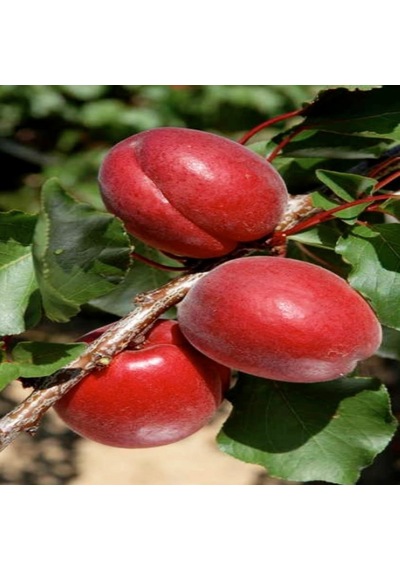 Tüplü Kırmızı Red Jewel Kayısı Fidanı Özel Üretim