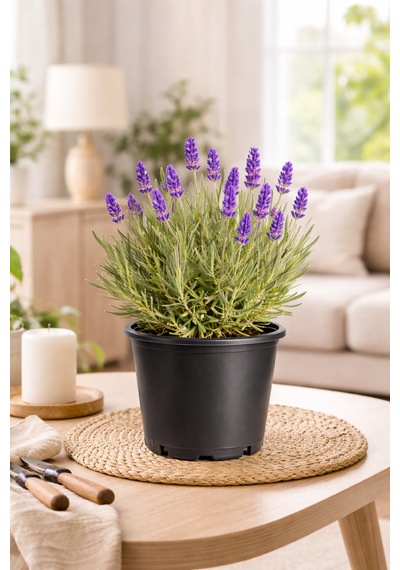 Canlı Kokulu Lavanta Çiçeği Saksıda 15-30 Cm 2 Litre Ev Ofis Bahçe Bitkisi Gerçek Doğal Lavandula
