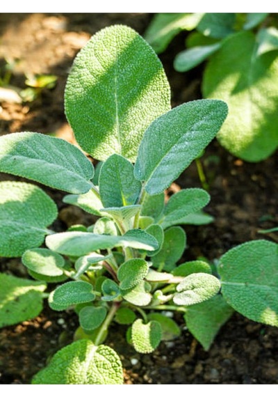 Videolu Mutfakta Bitki Seti Saksıda Kekik Biberiye Adaçayı 10 15 Cm 3 Adet Fidesi Kitchen Herb Set Diğer