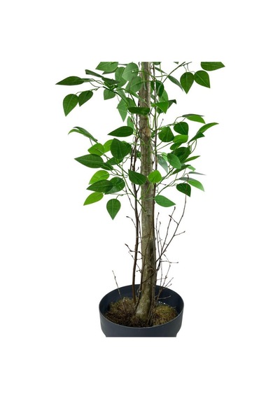 Yapay Limon Ağacı 130Cm 8 Limonlu Doğal Görünümlü Siyah Plastik S