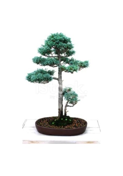 Ithal Nadir Bodur Mavi Selvi Bonzai Ağacı Tohumu 5 Tohum Bonsai Tohumu