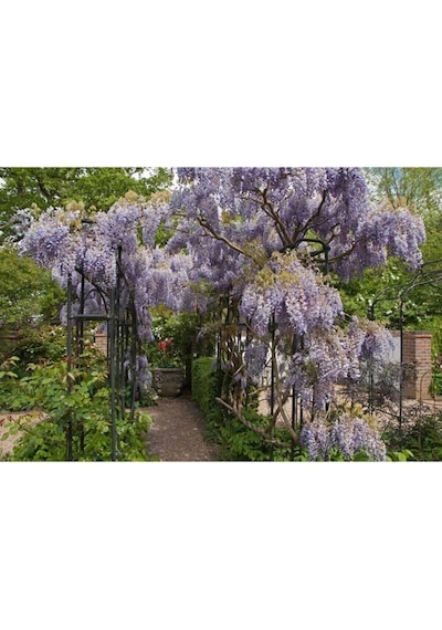Videolu Mor Salkım 50-60 Saksılı/tüplü Dış Mekan Sarmaşık Bitkileri Wisteria