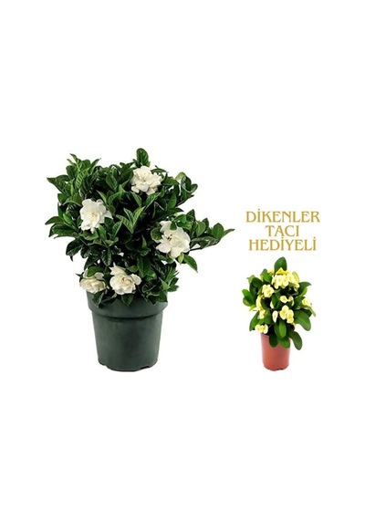 Videolu 1 Adet Kadınlar Günü Özel Mis Gardenya Çiçeği 20-35cm Saksılı Dikenler Tacıhediye Gardenia
