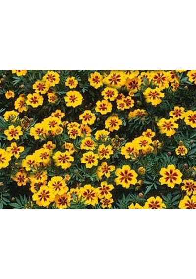 Sarı Kırmızı Tagetes Çiçeği Tohumu 20 Adet
