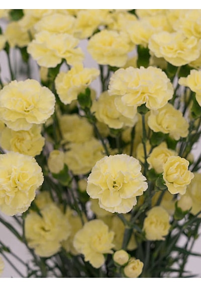 Videolu Kokulu Sarı Karanfil Çiçeği Fidanı 4 Adet Saksılı 30-50cm Salon Bitkisi Carnation Flower Diğer