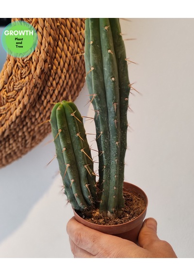 Trichocereus Bridgesii Bolivya Kaktüsü 1 Adet