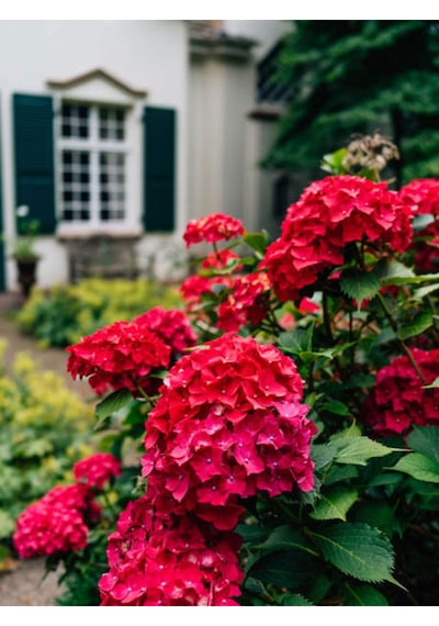 Videolu Kırmızı Ortanca Çiçeği Fidanı 40-60 Cm Saksılı Çiçekli Bodur Bitkiler Hydrangea