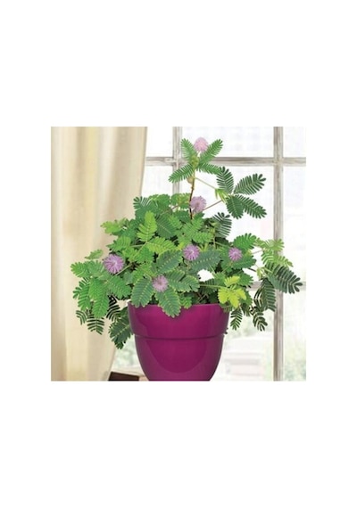 Hassas Küstüm Çiçeği Fidanı 10-20 Cm