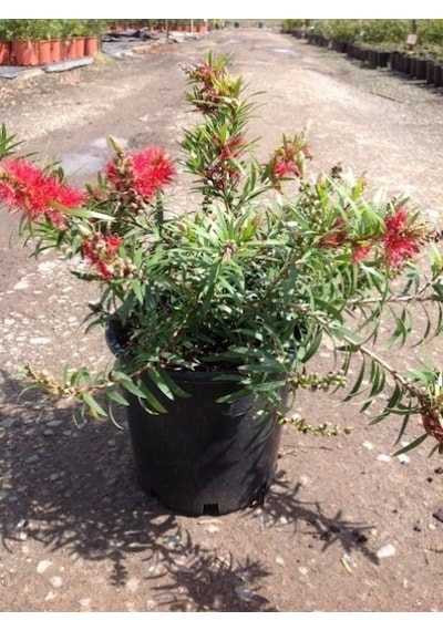 Fırça Çalısı Callistemon Laevis 5 Adet