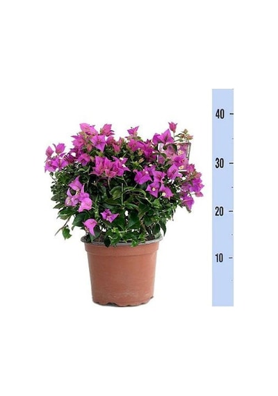 Videolu Mor Renkli 1 Adet Bodur Begonvil Çiçeği Saksılı 30-60cm Bougainvillea Flower