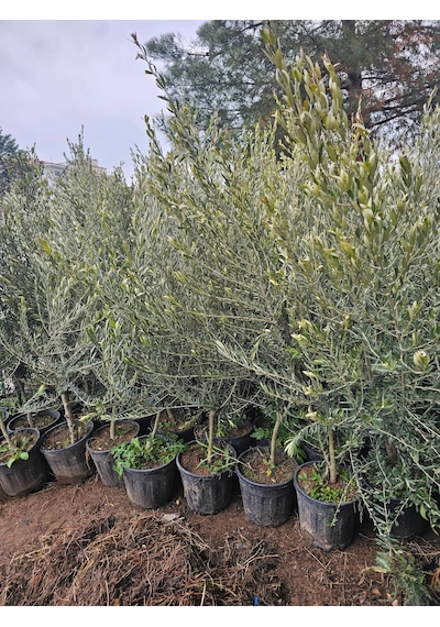 6 Yaş Bursa Gemlik Trilye Zeytin Fidanı Saksılı Büyük Boy