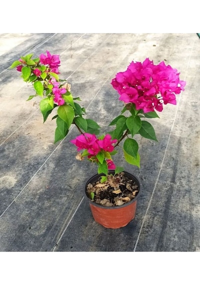 Videolu Koyu Pembe Begonvil 30 40 Cm 1 Adet Saksılı Çiçekli Bodur Bitki Bougainvillea