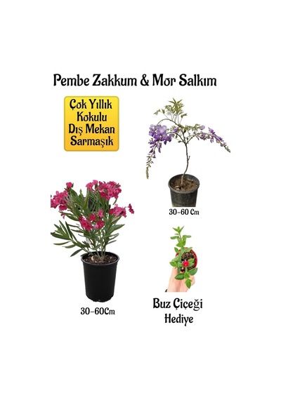 Pembe Zakkum Fidanı+mor Salkım Ağacı Fidanı Buz Çiçeği Bahçe Peyzaj Seti