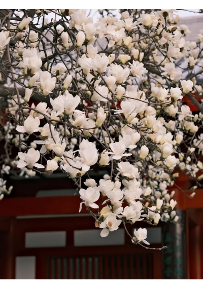 Tüplü Büyük Çiçekli Manolya Fidanı Magnolia Grandiflora Herdem Yeşil Kokulu