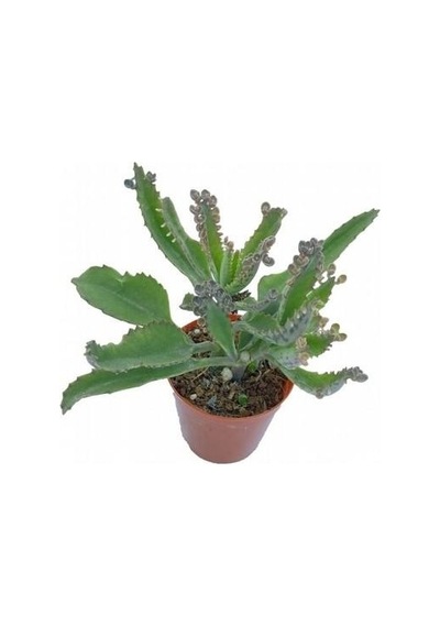 Aşkın Gözyaşı Çiçeği Fidanı 4 Adet 10-20 Cm