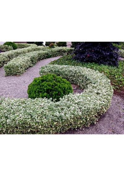 Alaca Taflan Fidanı 30-50 Cm Euonymus Japonica Variegata Da