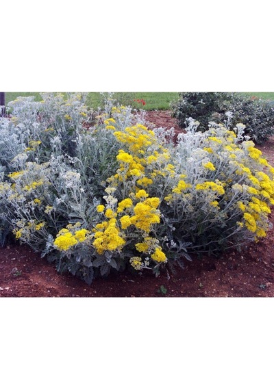 Videolu Bahçe Külü Çiçeği Fidanı 30-50 Cm Saksılı Çiçekli Bodur Bitkiler Cineraria Maritima