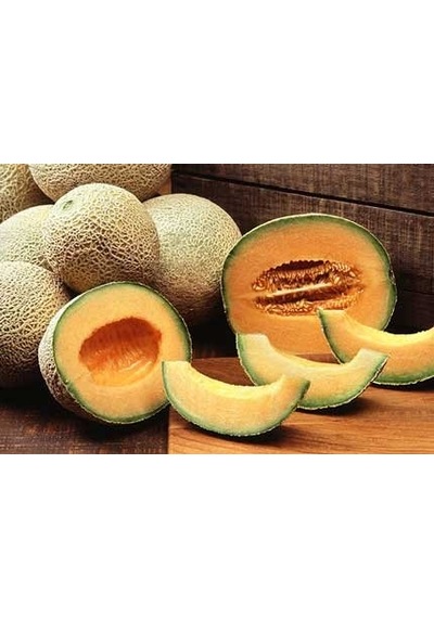 10+ Cantaloupe Top Mark Kavun Tohumu