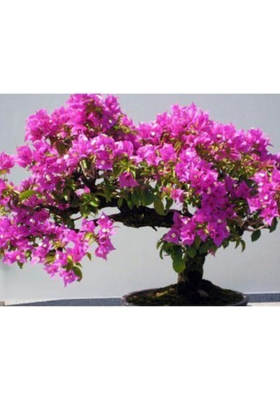 Ithal Bodur Erguvan Bonsai Ağacı Tohumu Ekim Seti