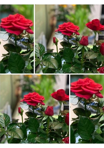 Minyatür Gül Pembe Renkli 25 45 Cm 1 Adet Saksılı Hediyelik Aşılı Gül Miniature Red Rose