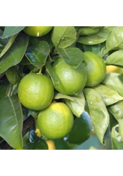3 Yaş Aşılı Meksika Lime Limonu. Torbada