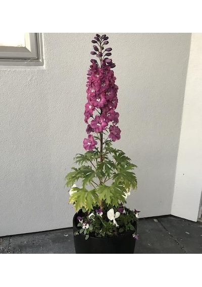 Karışık Hezaren Çiçeği Tohumu 5 Tohum Çiçek Tohumu + Y