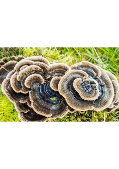 Şifa Hindikuyruğu Coriolus Versicolor 80 G