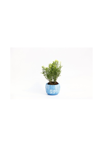 BONSAİ EUONYMUS MİCROPHYLLUS - HEDİYELİK ARKAİK SAKSIDA MAVİ