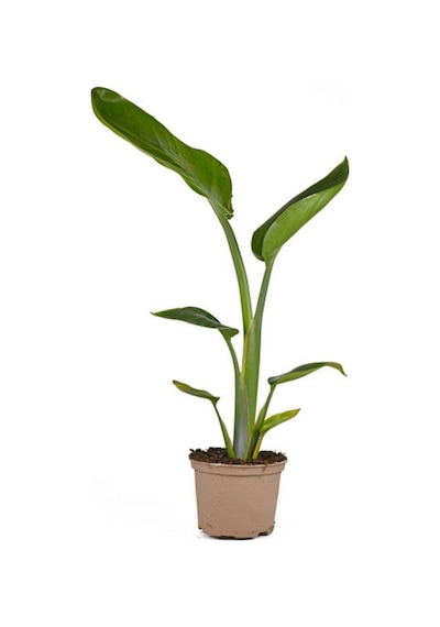 Mini Saksıda Starliçe Cennet Kuşu Çiçeği 5 15 Cm 1 Adet Salon Bitkisi Strelitzia Nicolai
