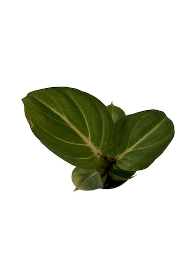 Philodendron Gloriosum Ø5,5 Cm H0-10 Cm