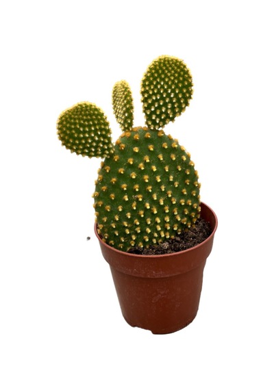Opuntia Microdasys 'pallida' Kaktüs Ø8,5 Cm Y10-15 Cm