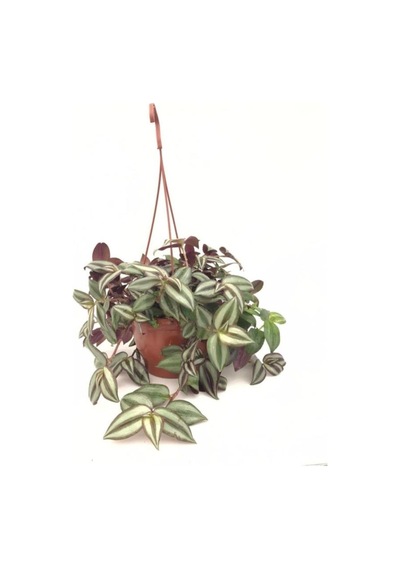 Telgraf Çiçeği Fidanı Kara Sevda Çiçeği 10-20 Cm