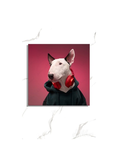 Kapüşonlu Sweatshirt Giymiş Kulaklıklı Beyaz Bir Bull Terrier Köpeği Kare Kanvas Tablo 4341 Çok Renkli