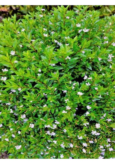 Videolu Beyaz Kufeya Cennet Çiçeği Fidanı 20-30cm Saksılı Çiçekli Bodur Bitkiler White Cuphea