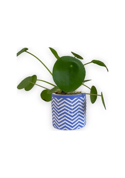 Çin Para Bitkisi | Mini Pilea | Mavi Saksıda