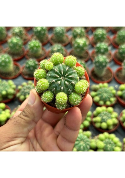 Çiçek Açan Tür, Bol Yavrulu Matucana Polzii Kaktüsü 5.5cm Saksıda Gönderilir 1 Adet