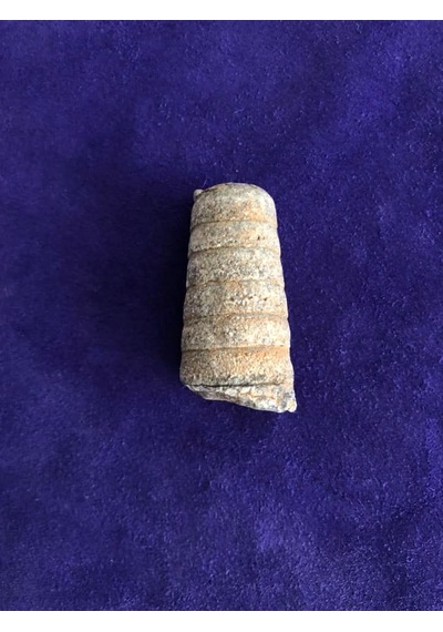 Kafadanbacaklı Baculites Fosil 45 Gram