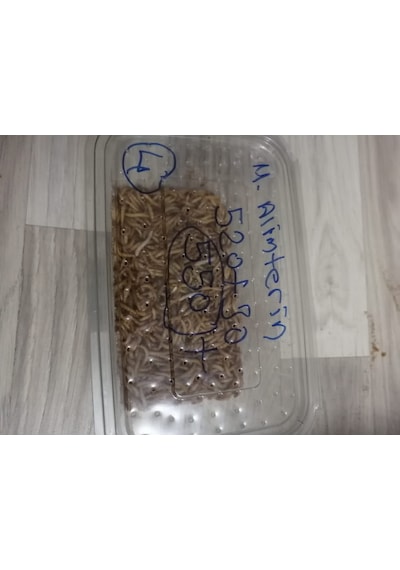 Kurutulmuş Un Kurdu 50 Gram
