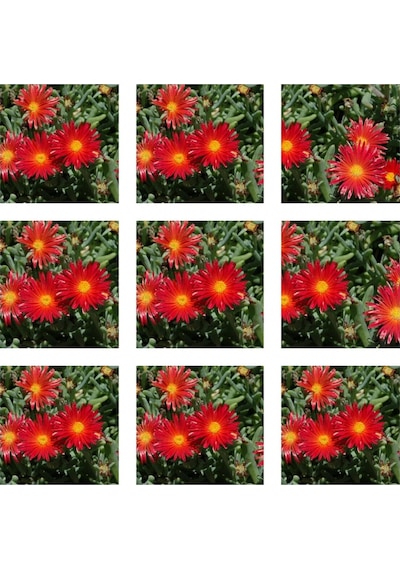 10'lu Kırmızı Buz Çiçeği Fidesi 5-15 Cm Tüplü Çiçekli Bodur Bitkiler Mesembryanthemum