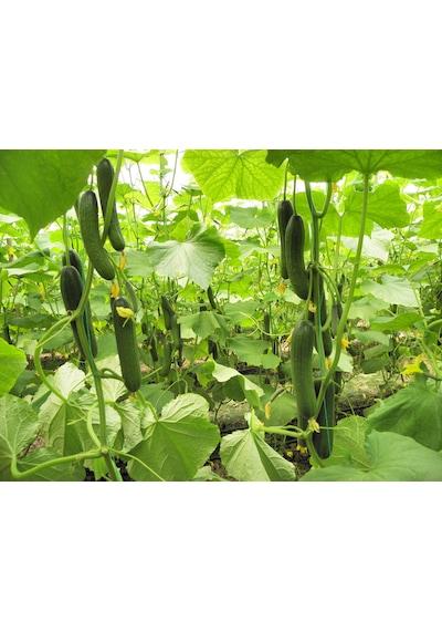 Hibrit Sırık Salatalık Hıyar Tohumu 10 Adet Tohum İçerir N114406