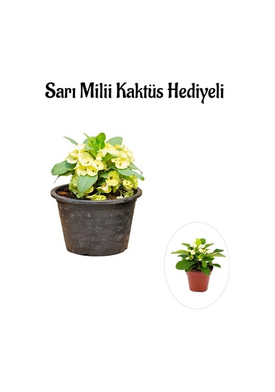 Sarı Çiçekli Milli Dikenler Tacı Sevgililer Gününe Özel Sarı Milii Kaktüs Hediyeli